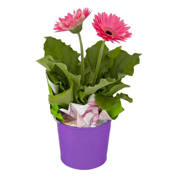 Assorted Indoor Blooming Plants 4.5 Inch