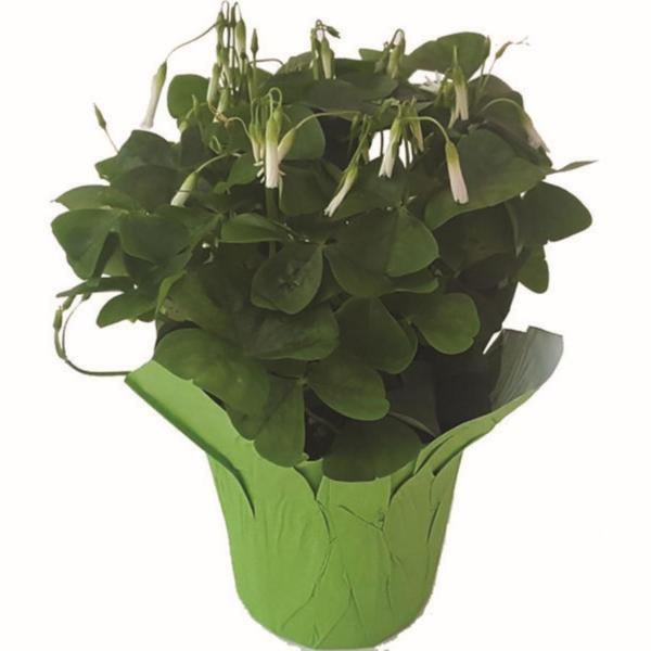 Oxalis 4 Inch (Shamrock Plant)