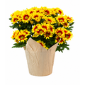 Our Brand Pelee Mum 6 Inch (Colors May Vary)
