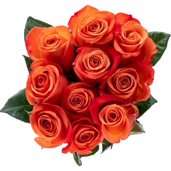 Orange Roses Bunch