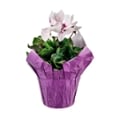 Cyclamen 6 Inch Pot (Assorted Colors)