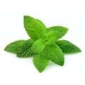 Mint Fresh
