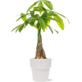 Money Tree in Ceramic Pot 5 Inch