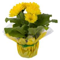 Gerbera Daisy 6 Inch Pot (Assorted Colors)