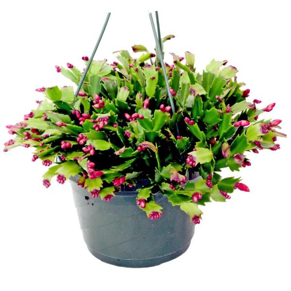 Zygo Hanging Basket