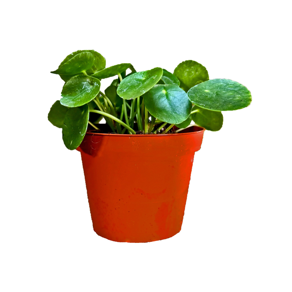 Foliage 4 Inch