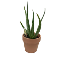 Aloe 4 Inch Clay Pot