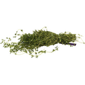 Our Brand Thyme Fresh