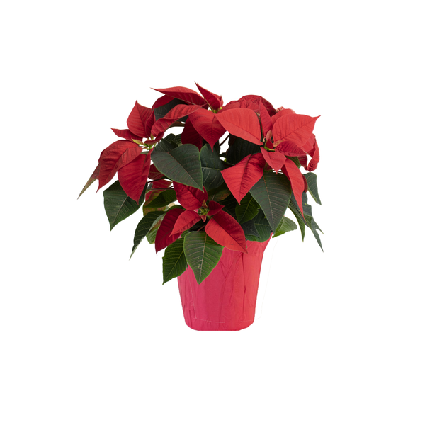Our Brand Holiday Red Poinsettia 4 Inch