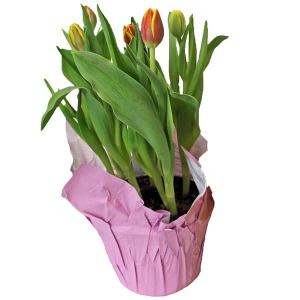 Assorted Bulbs 6 Inch