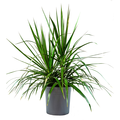 Marginata 10 Inch in Decorative Pot