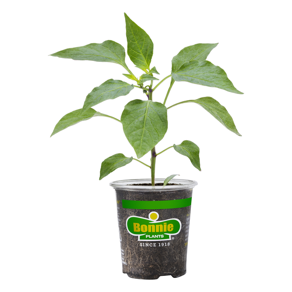 Bonnie Plants Hot Jalapeno Pepper Potted Plant