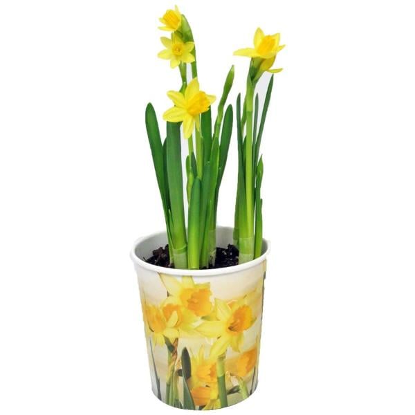 Assorted Bulbs 4 Inch