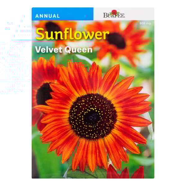 Burpee Annual Sunflower Velvet Queen