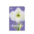 TotalGreen White Amaryllis Bulb Kit