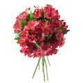 Giant Alstroemeria Red