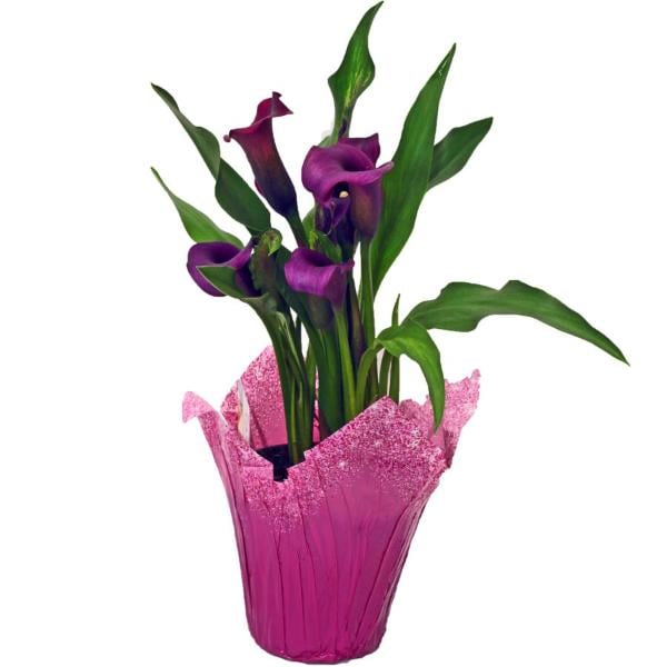 Calla Lily Pink 4 Inch