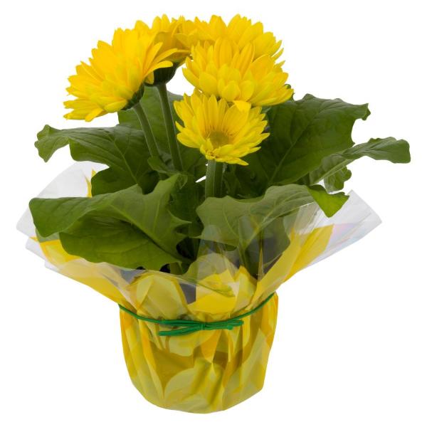 Save on Gerbera Daisy 6 Inch Pot (Assorted Colors) Order Online