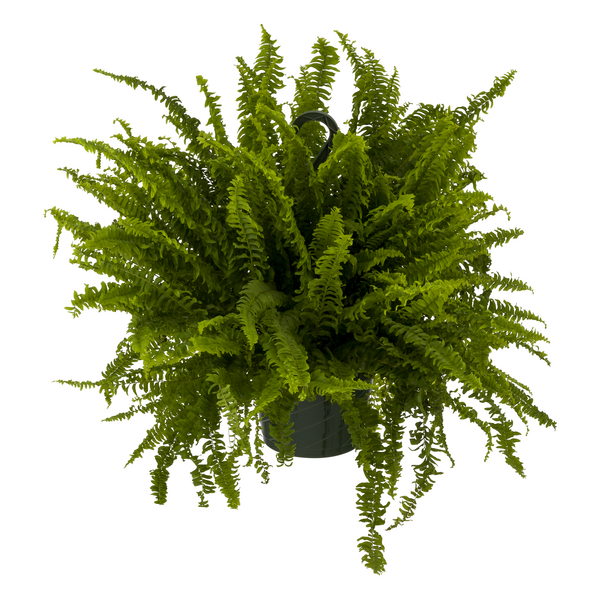 Boston Fern 8 Inch
