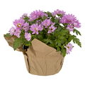 Fleurette 5 Inch