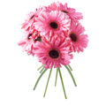 Giant Gerbera Pink