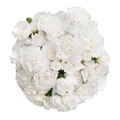 Giant Mini Carnations White