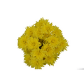 Spray Mums (Colors May Vary)