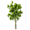 Our Brand Hypericum Green