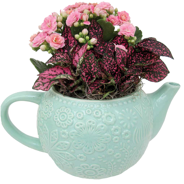Calandiva & Pink Splash in Teapot