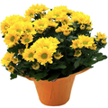 Assorted Fall Mums