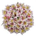 Alstroemeria (Assorted Colors)
