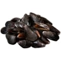 Live Cultured Black Mussels Fresh