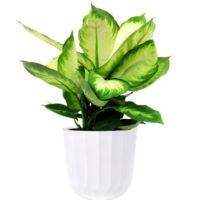 Assorted Foliage 8 Inch in Deco Pot