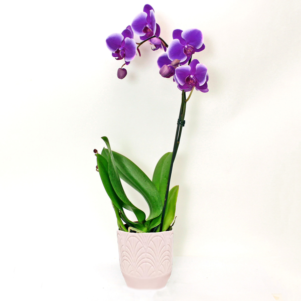 Purple Orchids 5 Inch