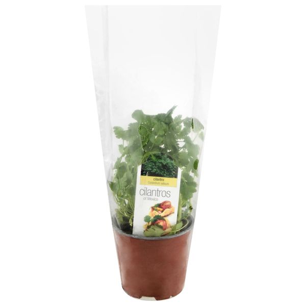 D.S. Cole Growers Potted Cilantro