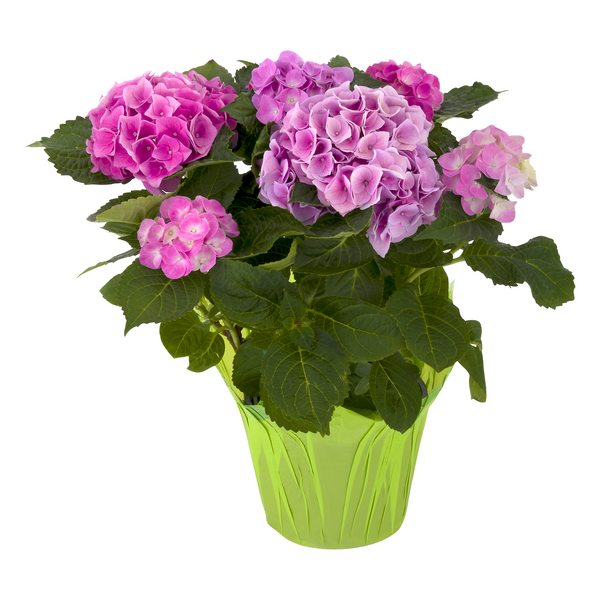 Hydrangea 6 Inch (Colors May Vary)