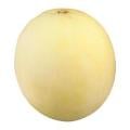 Orange Flesh Honeydew Melon
