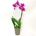 Orchids 5 Inch