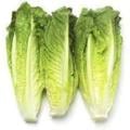 Organic Romaine Hearts Lettuce