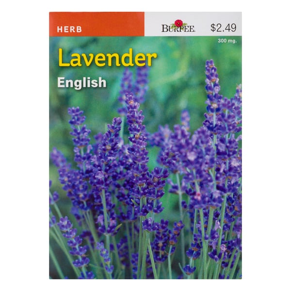 Burpee Herb Lavender English
