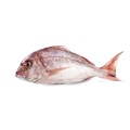 Whole Wild Caught Porgy Fresh