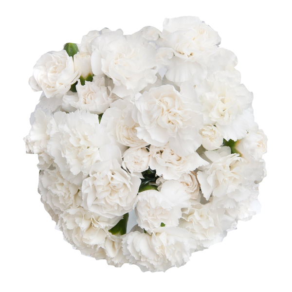 Stop & Shop Mini Carnations White