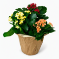 Kalanchoe 6 Inch