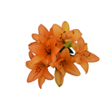 D.I.Y. Orange LA Hybrid Lilies