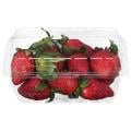 Hydroponic Strawberries