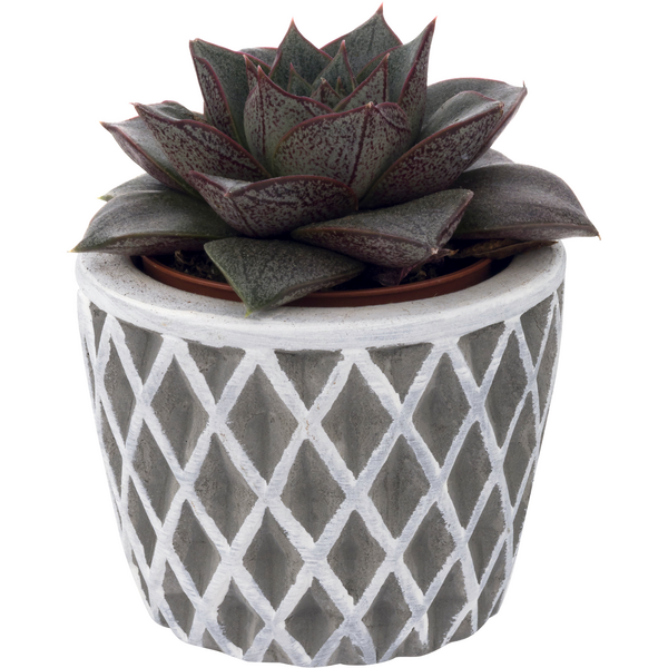 Succulent Rosette in Ceramic Pot 3 Inch