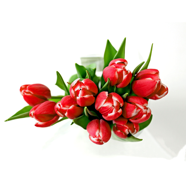 10 Stem Cut Tulip Bouquet