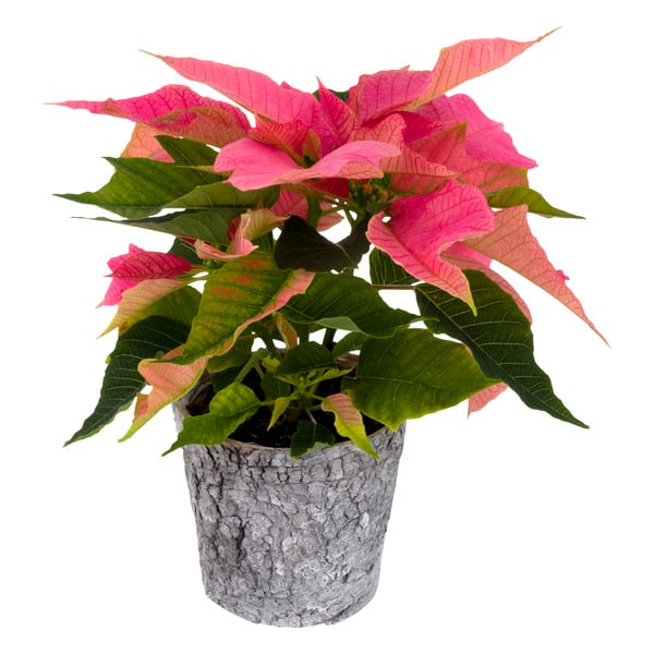 Our Brand Holiday Poinsettia Birch 4 Inch