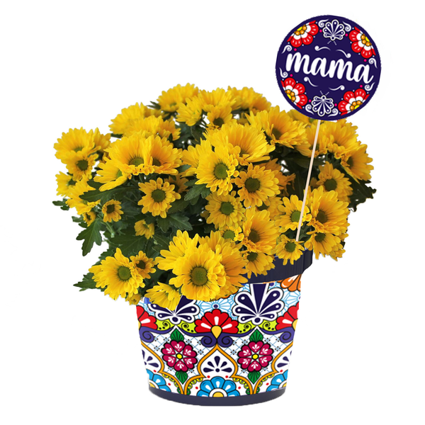 Yellow Mums in Decorative Pot