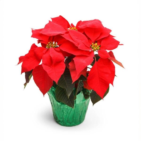 Poinsettia 6 Inch